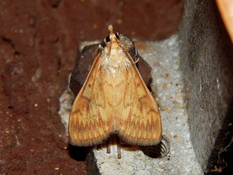 Ostrinia nubilalis o Ecpyrrhorrhoe rubiginalis? O. nubilalis, Crambidae